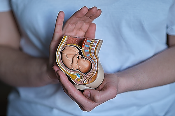 Clinical Embryology