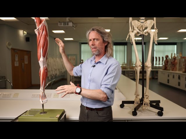 Lower Limb Nerve Injury Anatomy