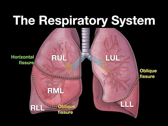 The Respiratory System - Anatomy and Physiology