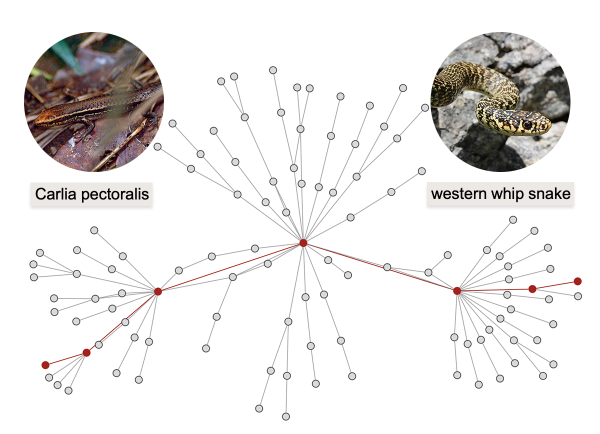 Computational Zoology: Wolfram U Class