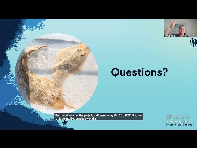 Movement of the Atlantic Guitarfish