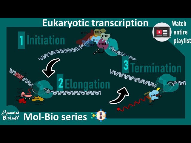 Transcription in Eukaryotes - Detailed Explanation of Molecular Biology Basics