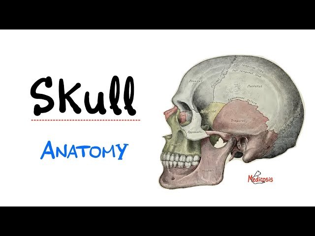 Introduction to Head and Neck Anatomy - The Skull Bones - Anatomy Series