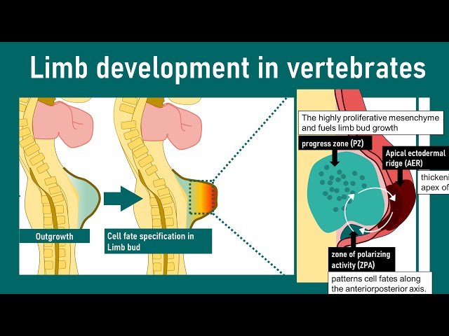 Limb Development in Vertebrates - Molecular Factors Regulating Tetrapod Limb Development