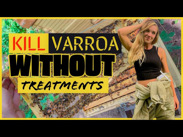 Natural Methods for Controlling Varroa Mites in Beekeeping - Using Brood Breaks