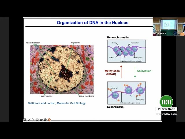 How Forces Transmitted from a Cell's Environment Affect DNA Organization