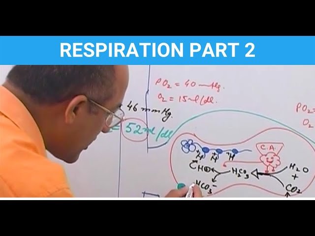 Respiratory Physiology