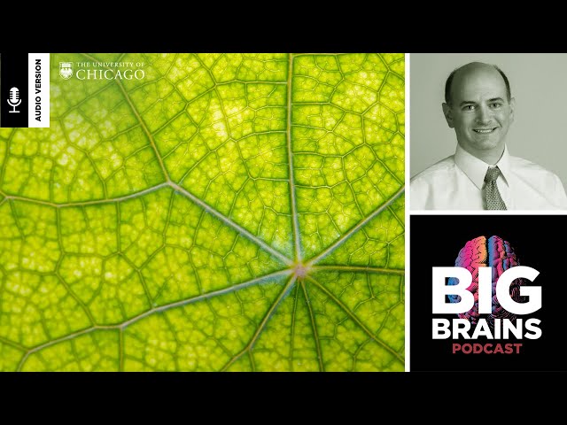 Could Plants Unlock Quantum Medicine's Potential?