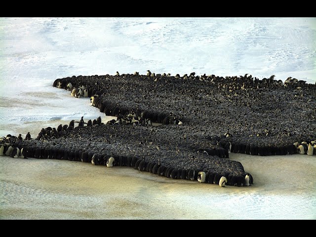 Phase Transitions in Emperor Penguin Huddling