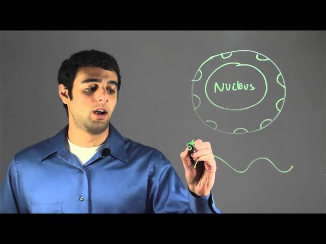 Biology and DNA Fundamentals - 30 Essential Concepts