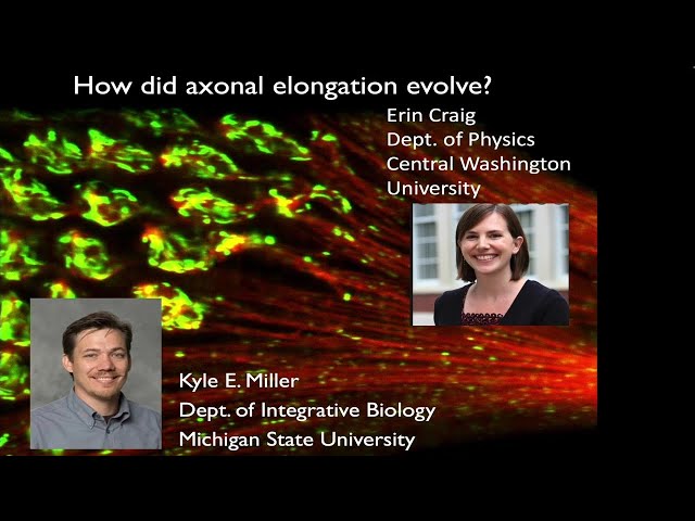 Biophysical Modeling Suggests an Evolutionary Pathway Linking Cytokinesis, Cell Migration, and Axonal Elongation