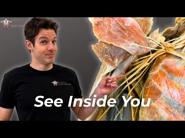 Rapid-Fire Anatomy Lesson: Exploring Nerves and Muscles of the Human Body