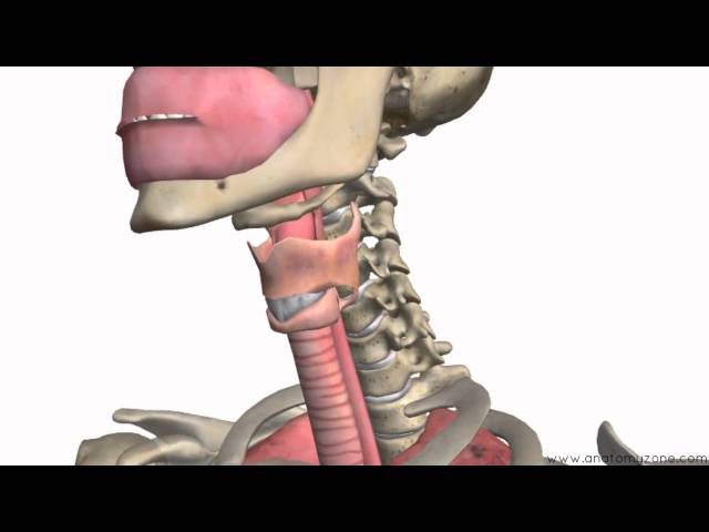 Respiratory System - 3D Anatomy Tutorial