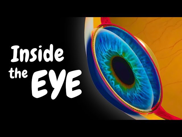 Special Senses - Vision, Hearing, Smell, Taste, and Skin Sensation