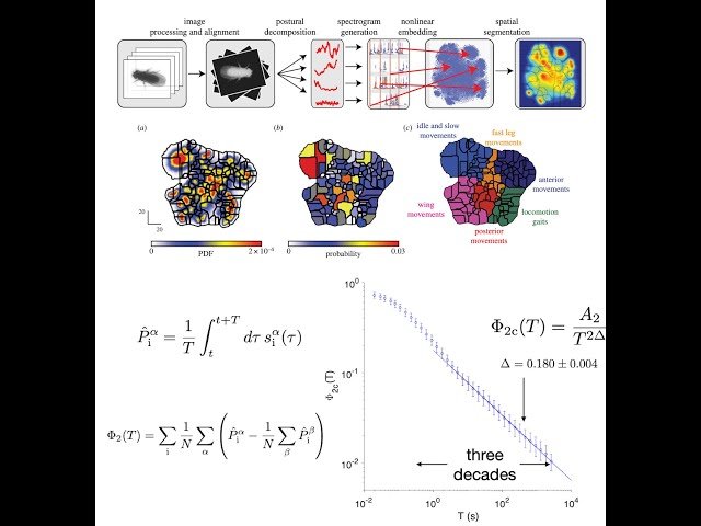 Finding Evidence for Scale Invariance in Animal Behavior