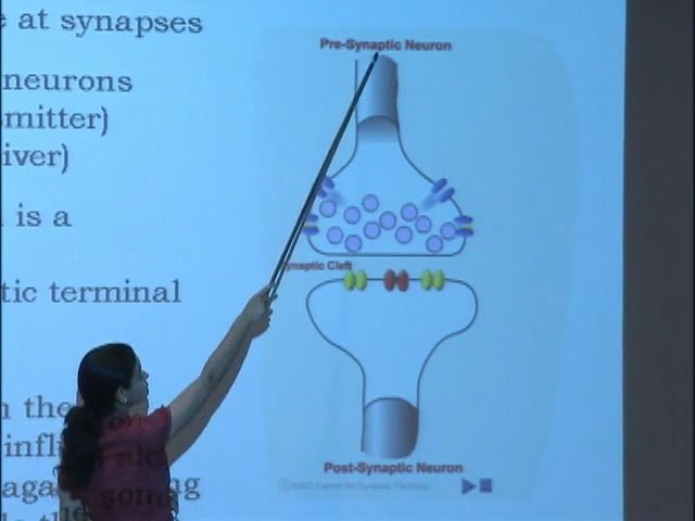Neurobiology of Hearing