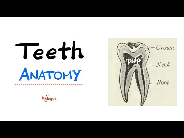 Anatomy of Teeth - Dentistry Introduction - Anatomy of Head and Neck