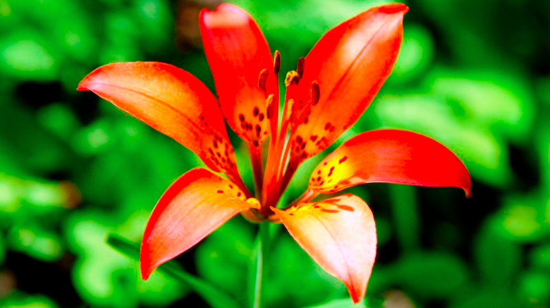 Native Bulbs and Their Allies (Live Online)