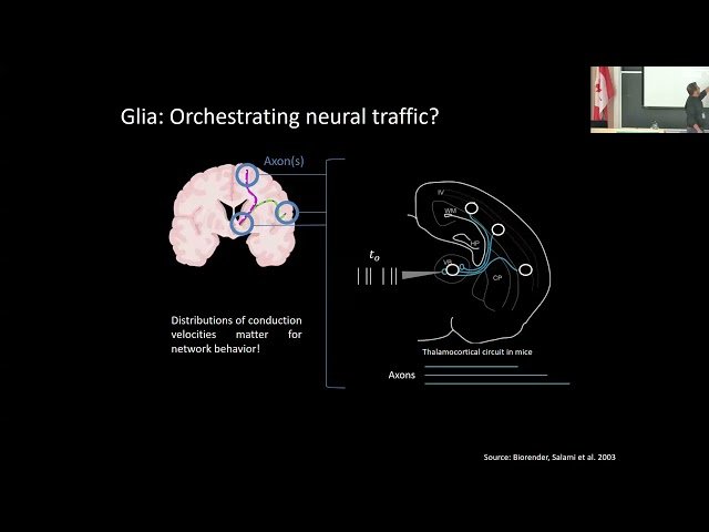 How White Matter Plasticity Shapes Brain Dynamics, Function, and Disease