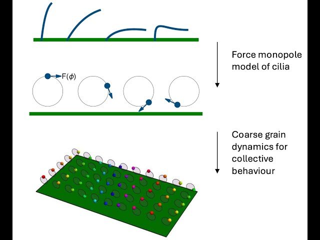 Analytical Framework for Coordination of Metachronal Cilia