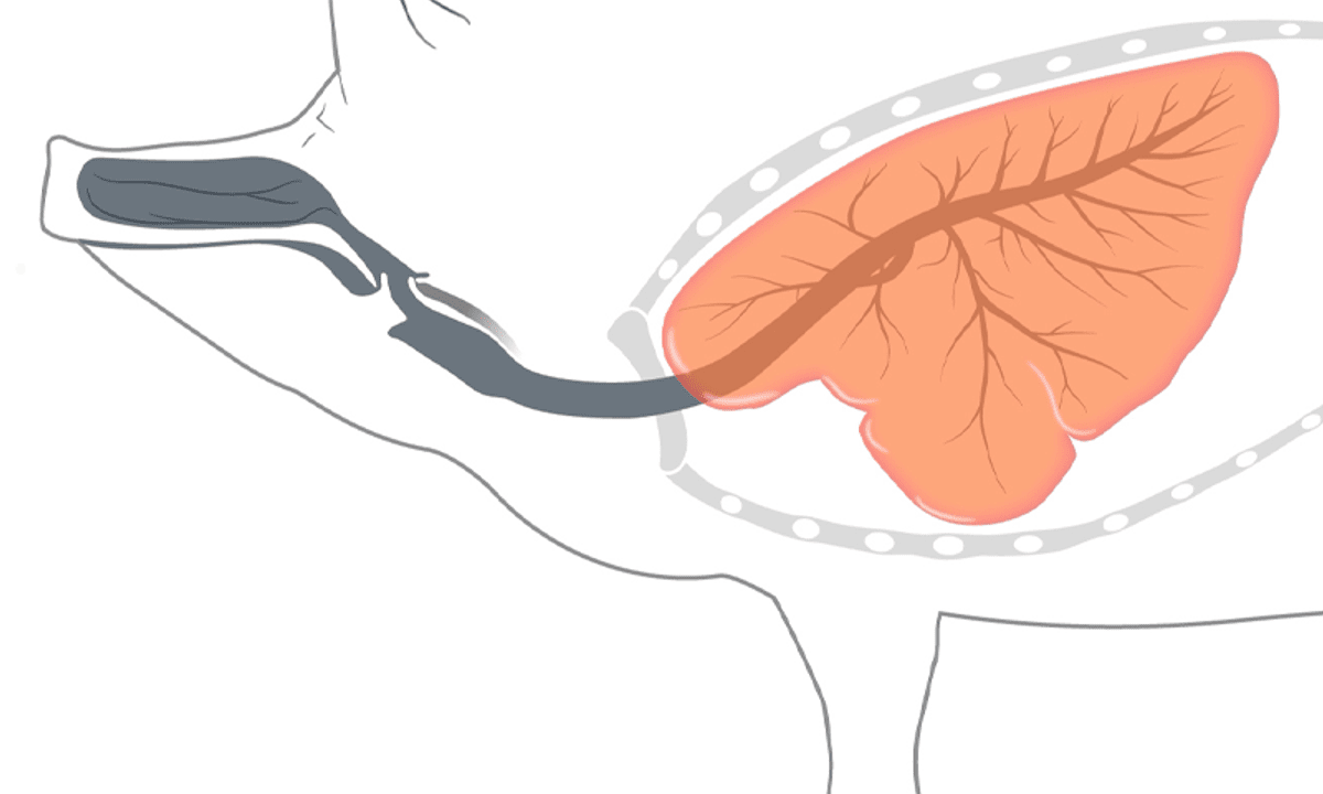 Respiratory Disease Control and Sustainable Livestock Production