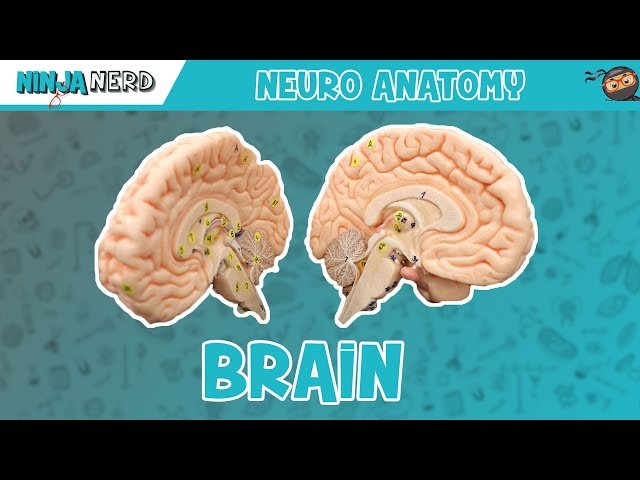 Comprehensive Neurology - Central, Peripheral, and Autonomic Nervous Systems