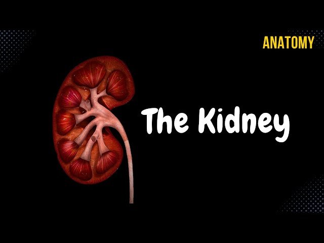 Urinary System Anatomy - Kidneys, Ureters and Bladder