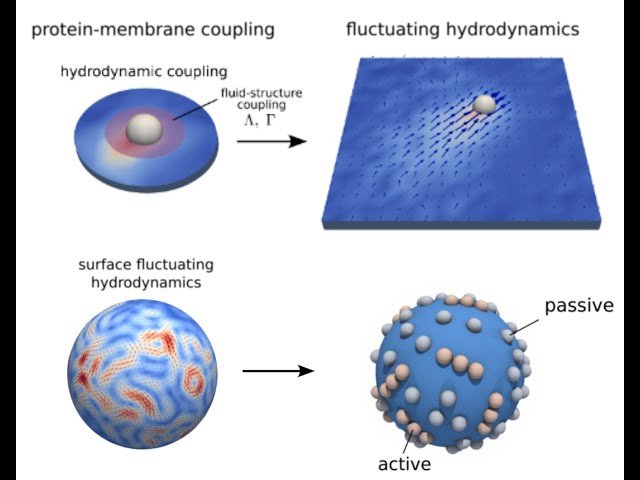 Drift-Diffusion Dynamics of Proteins within Heterogeneous Membranes