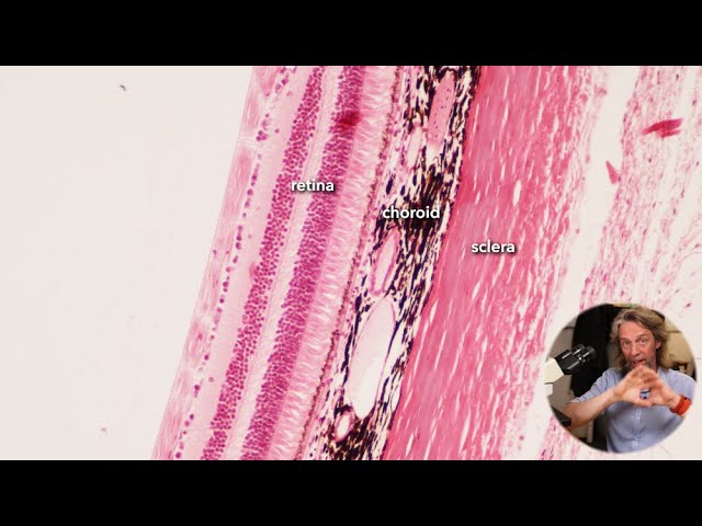Histology of the Eye - Part 1