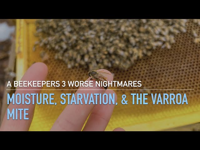 A Beekeeper's 3 Worst Nightmares - Moisture, Starvation, Varroa Mites