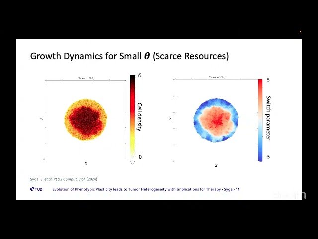 Evolution of Phenotypic Plasticity Leads to Tumor Heterogeneity with Implications for Therapy