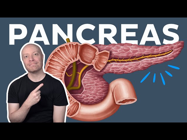 Anatomy of the Pancreas