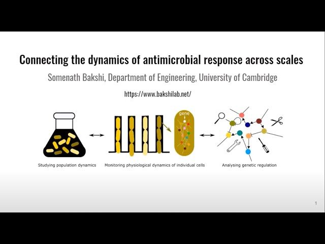 Connecting the Dynamics of Antimicrobial Response Across Scales