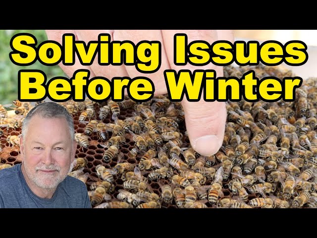 Beekeeping Winter Preparation - Correct Major Issues Early