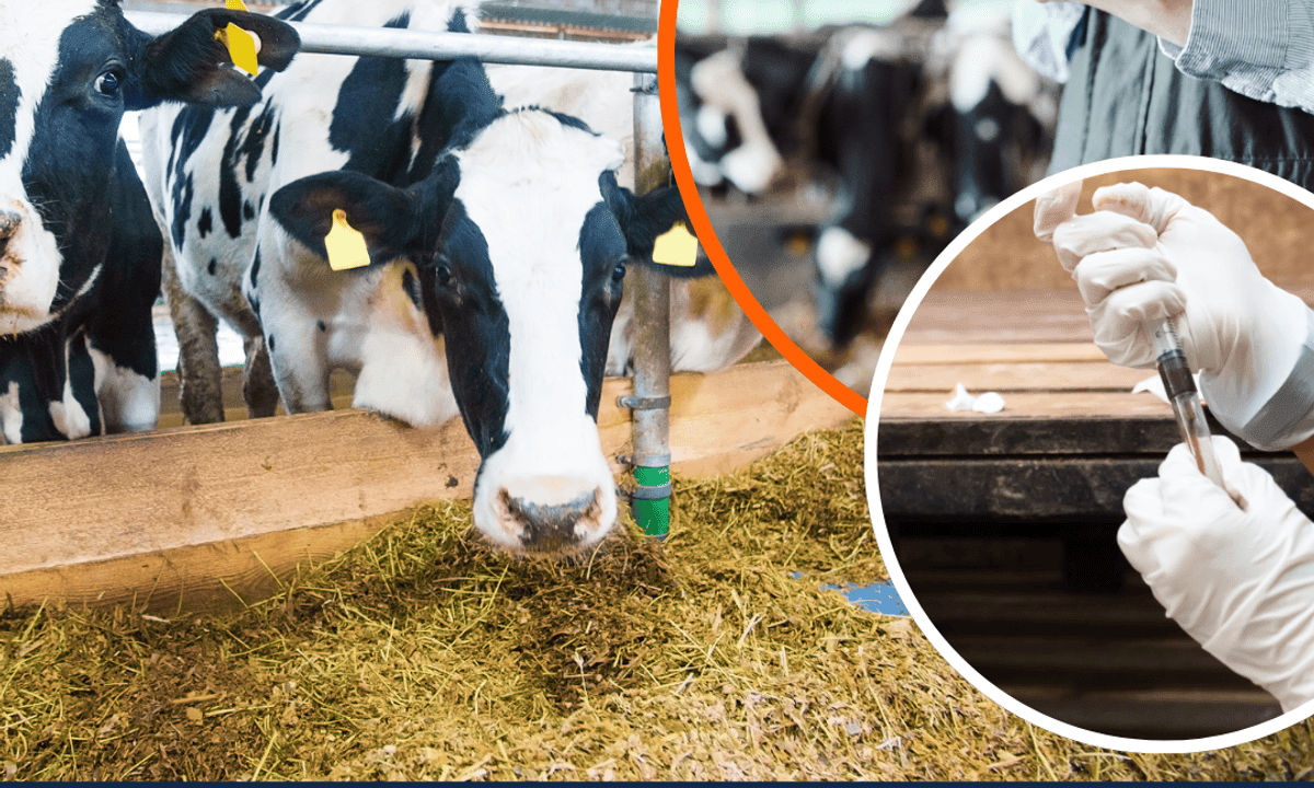 Dairy Nutrition & Health: Analyzing Cow Wellness