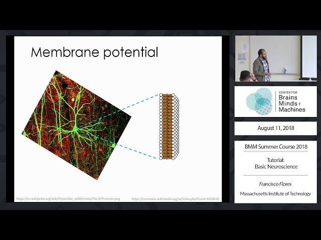 BMM Summer Course - Basic and Computational Neuroscience 2018