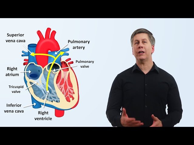 Cardiovascular Physiology