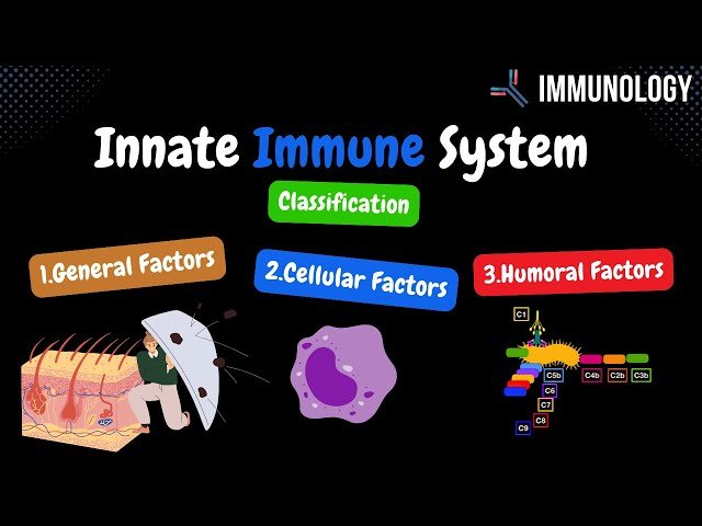 Immune System - Innate and Adaptive Immunity Explained