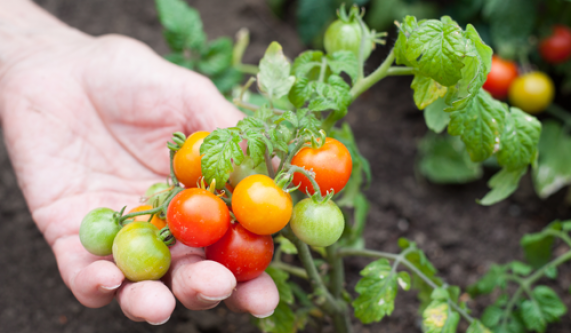 Plant Health 1 (Live Online)