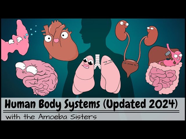 Human Body Systems Overview and Functions