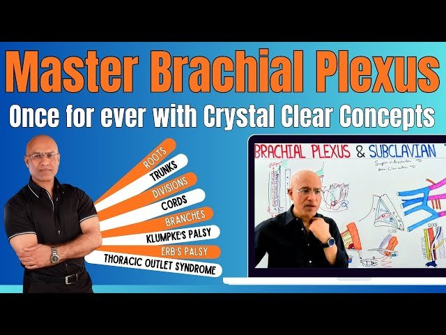 Brachial Plexus Anatomy - Basics to Clinical Application