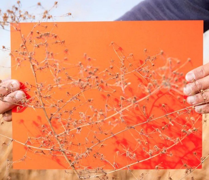 Photography and Ecology (Live Online)