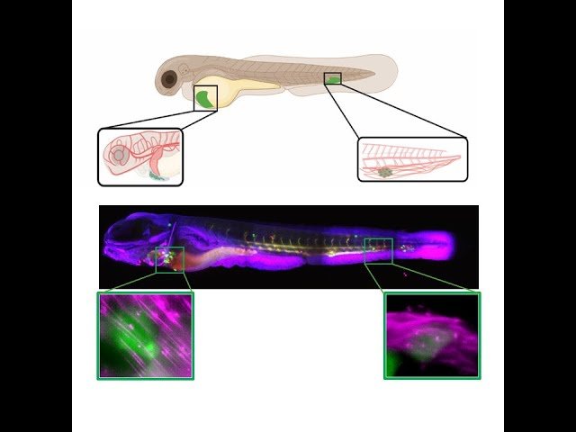 Insights from Zebrafish into Cancer Cell Adaptation