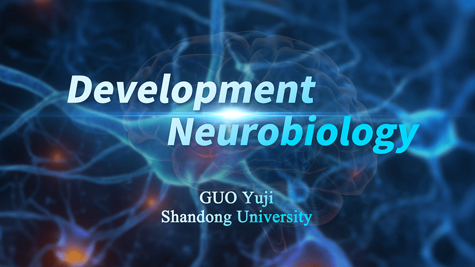 Development Neurobiology