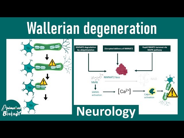 Neurology - Nerve Injury and Repair - Wallerian Degeneration