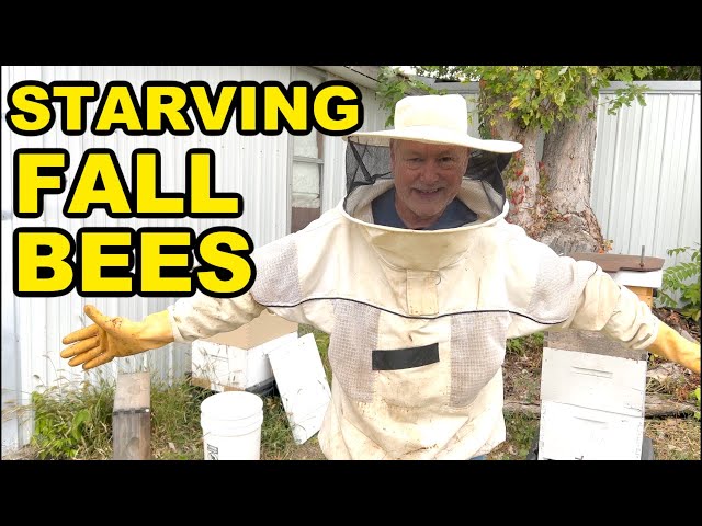 Beekeeping - Simple Feeding Tips to Prevent Starvation