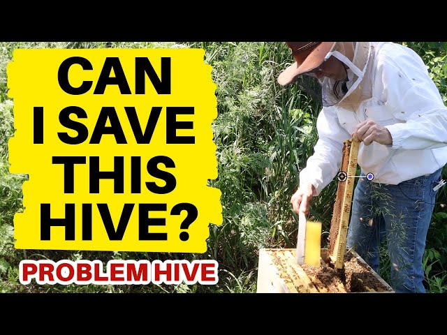 Beekeeping - How to Save a Hive on the Brink of Failure