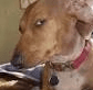 Profile image for The Physics Dog