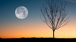 Profile image for Latifa Abdullah Alrisi