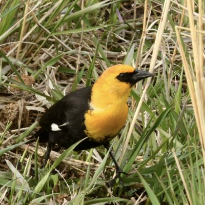 Profile image for Julie Marquis